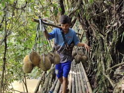 Anda Pecinta Durian dan Petualang, Baduy Lagi Musimnya!