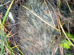 6 Hal Tentang Gerombolan Udang di Gorontalo Serbu Permukiman Warga 2 Hari