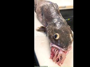 Aneh tapi Nyata! Isi Perut Ikan Ini Keluar dari Mulut Aneh tapi Nyata! Isi Perut Ikan Ini Keluar dari Mulut