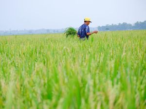 Bakal Jadi KEK, Food Estate Merauke Bakal Tanam Padi-Tebu