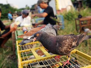Benarkah Merpati Mengangguk Saat Berjalan? Ternyata...