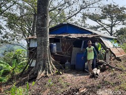 Hidup Sunyi Mbah Ngatiman 20 Tahun Tinggal Sendiri di Hutan Patiayam Kudus