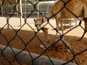 Potret Anak Unta Hasil Kloning di Pusat Penelitian Dubai