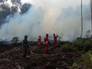 100 Hektar Hutan Gambut di Sumatera Barat Terbakar