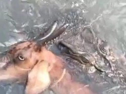 Belasan Buaya Muara Masuk Pemukiman Warga, Mangsa Kambing-Ayam