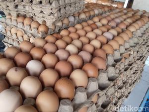 Harga Telur Ayam di Gorontalo Meroket Jadi Rp 60.000/Rak Sepekan Terakhir