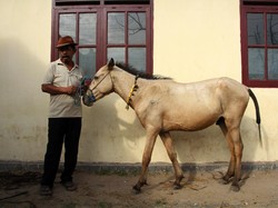 Kuda Modern Ternyata Punya Jari Berbeda dari Nenek Moyangnya, Begini Evolusinya