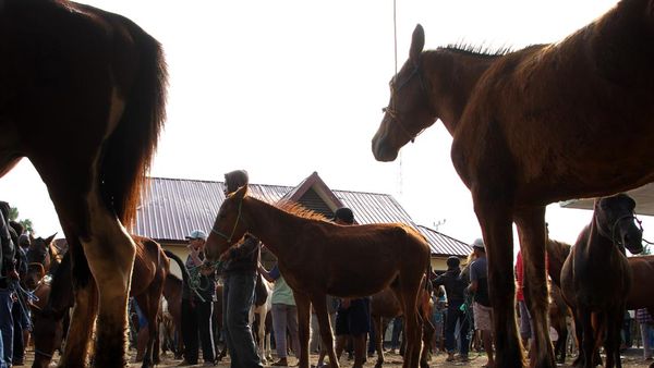 Pernah Lihat Pasar Kuda Belum? Nih Penampakannya