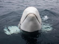 Norwegia Imbau Warga Jauhi Paus Beluga Mata-mata Rusia, Ada Apa?