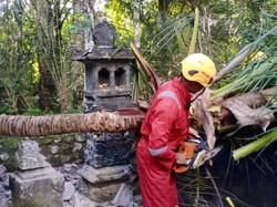 3 Palinggih-Tembok Pura di Karangasem Rusak Tertimpa Pohon