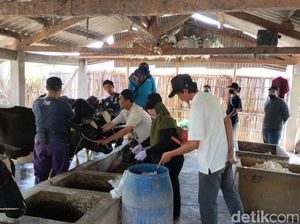 Belasan Sapi di Kota Probolinggo Terpapar Penyakit LSD