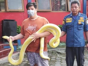Ngeri! Ular Piton Albino 5 Meter Kabur dari Kandang di Klaten Ngeri! Ular Piton Albino 5 Meter Kabur dari Kandang di Klaten