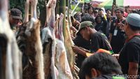 Unik, Ada Lomba Menguliti Kambing di Lebaran Tenabang