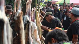 Unik, Ada Lomba Menguliti Kambing di Lebaran Tenabang
