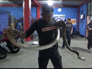 Ular Piton 3 Meter Masuk Rumah Warga di Parepare, Damkar Evakuasi