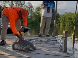 Cerita Orang Papua Selamatkan Hewan Langka, Labi-Labi