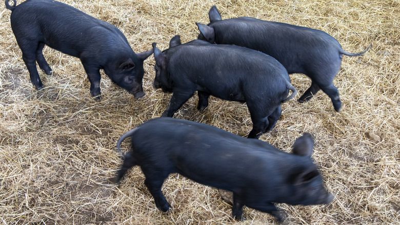 Babi Hitam Jeju Jadi Menu Favorit Orang Korea, Apa Istimewanya?