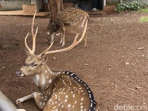 Seru! Ngopi di Kafe Ini Bisa Sekaligus Lihat Rusa Lho