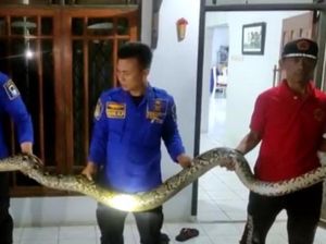 Damkar Evakuasi Ular 4 Meter dari Plafon Rumah Warga di Lebak