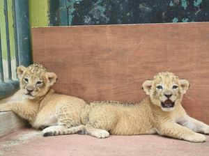 Pria Ini Diburu gegara Pamer Anak Singa yang Dibawa di Mobil