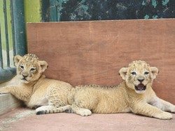Pria Ini Diburu gegara Pamer Anak Singa yang Dibawa di Mobil
