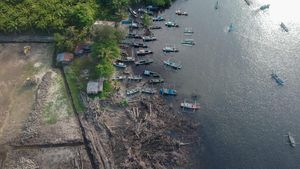 Foto Udara Kawasan Mangrove yang Rusak di Bengkulu