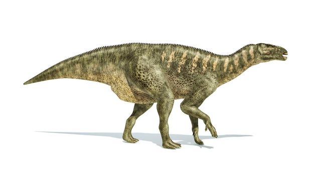 Iguanodon Dinosaur photorealistic and scientifically correct representation, side view. On white backgraound and drop shadow. Clipping path included.