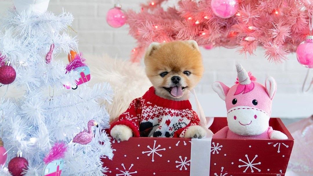 Jiffpom/ Foto: instagram.com/jiffpom