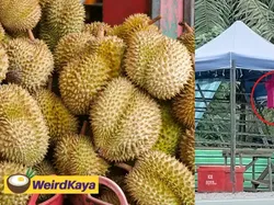 Kacau! Pria Ini Borong Durian Rp 9,7 Juta dan Langsung Kabur