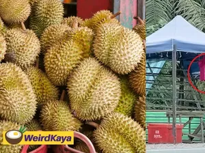 Kacau! Pria Ini Borong Durian Rp 9,7 Juta dan Langsung Kabur