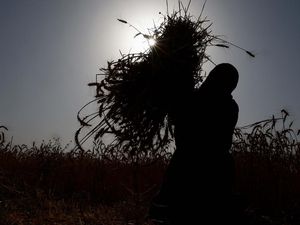 Melihat Warga Palestina Panen Gandum