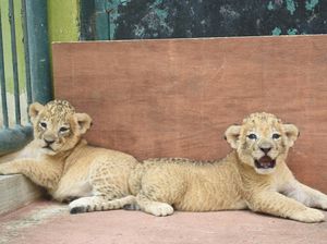 Mengenal Bima dan Donga, Dua Anak Singa Satwa Baru Kebun Binatang Surabaya