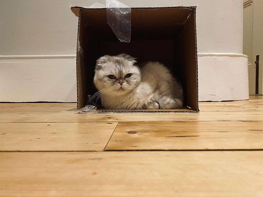 Olivia Benson/ Foto: instagram.com/taylorswift