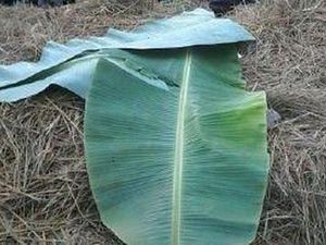 Pedagang Sayur di Lamongan Tewas Dicekik Selingkuhan Usai Berhubungan Badan Pedagang Sayur di Lamongan Tewas Dicekik Selingkuhan Usai Berhubungan Badan