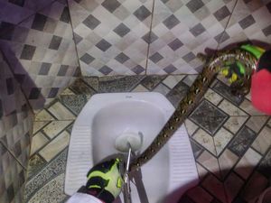 Hiii! Air Tiba-tiba Surut, Warga Jaktim Kaget Ternyata Ada Ular di Kloset