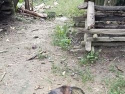 Anjing Gila Gigit Ratusan Warga TTS, Gubernur NTT Telepon Menkes