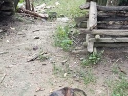 Wabah Rabies Merebak di 7 Kecamatan hingga Renggut 1 Korban Jiwa