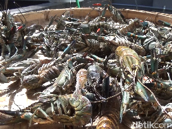 Tata Kelola Lobster Diatur, Bakal Bikin Pendapatan Negara Meningkat