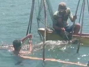 BKSDA Evakuasi Buaya 3 Meter Nyangkut di Jaring Ikan Nelayan Gorontalo