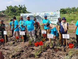 Upaya Pemkab Gresik Tanam Rumput Vetiver Demi Cegah Tanggul Kali Lamong Jebol