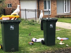 Burung Kakatua di Australia Bisa Buka Tong Sampah Warga, Apakah Dikunci Solusinya?