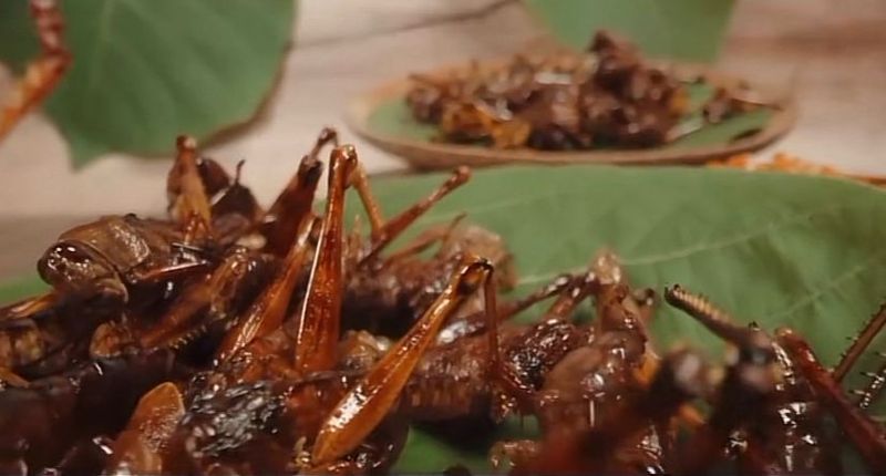 Chef Juna dan Chef Renatta Ketagihan Makan Belalang Goreng di Yogyakarta