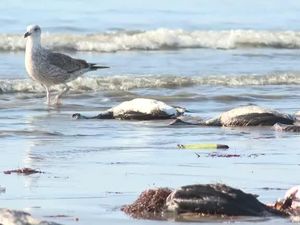 Ratusan Burung Mati Misterius di Pantai Chili Picu Masalah Lingkungan Ratusan Burung Mati Misterius di Pantai Chili Picu Masalah Lingkungan