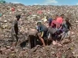 Viral Warga Berebut Daging Kerbau Impor di Tempat Sampah, Bea Cukai Buka Suara