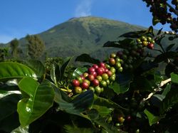 Ini 7 Biji Kopi Indonesia Terbaik dan Keistimewaannya