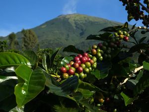 Ini 7 Biji Kopi Indonesia Terbaik dan Keistimewaannya Ini 7 Biji Kopi Indonesia Terbaik dan Keistimewaannya
