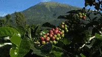 Memanen Arabika Temanggung, Kopi Mewah Kelas Dunia