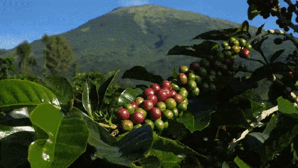 Memanen Arabika Temanggung, Kopi Mewah Kelas Dunia