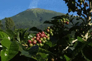 Memanen Arabika Temanggung, Kopi Mewah Kelas Dunia Memanen Arabika Temanggung, Kopi Mewah Kelas Dunia