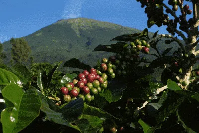 Memanen Arabika Temanggung, Kopi Mewah Kelas Dunia